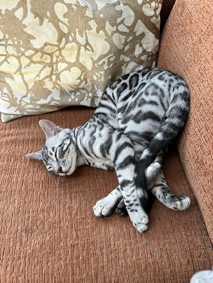 Gato con pelaje rayado descansando en sofá marrón junto a un cojín decorativo, mostrando postura graciosa y adorable.