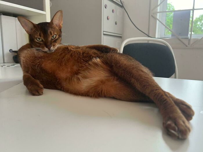 Gato marrón estirado en una mesa con expresión relajada y juguetona mostrando su lado gracioso y adorable.
