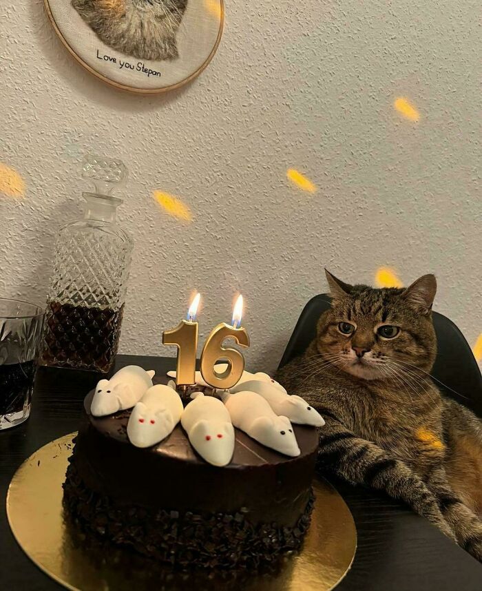Gato sentado junto a un pastel con velas de 16 años y figuras de ratones, mostrando un momento gracioso y adorable.