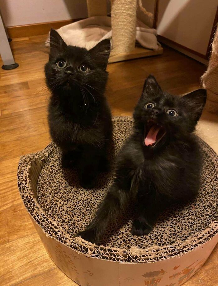 Dos gatitos negros jugando en rascador de cartón, mostrando expresiones adorables y graciosas de gatos.