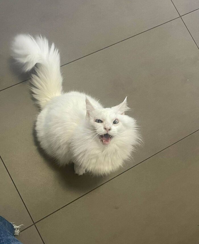 Gato blanco con pelaje largo y expresión graciosa posando en suelo de baldosas mostrando su lado adorable.