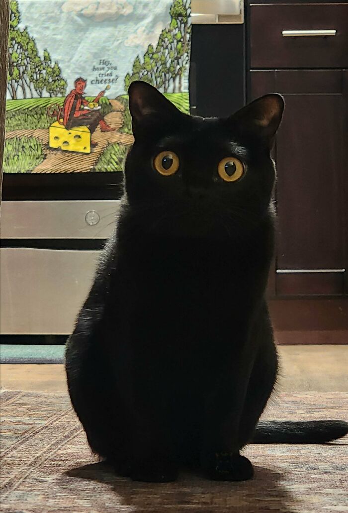 Gato negro con ojos grandes y expresivos sentado en la cocina, ejemplo perfecto de gatos graciosos y adorables.