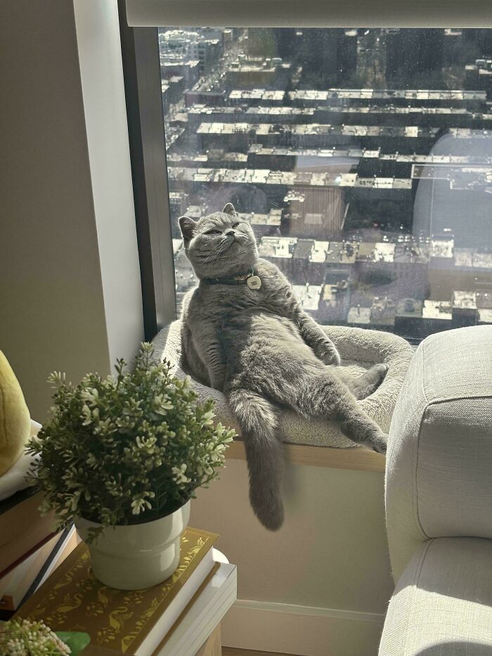 Gato gris relajado y divertido sentado junto a la ventana con vistas urbanas, mostrando su lado más adorable y gracioso.