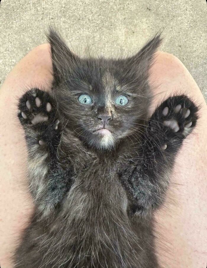 Gato con mirada curiosa y patas levantadas mostrando sus almohadillas, adorable y gracioso en una pose divertida.