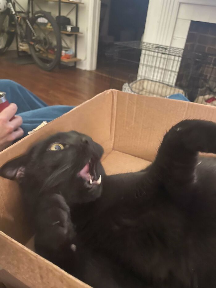Gato negro gracioso dentro de una caja de cartón mostrando expresión divertida y adorable en interior hogareño.