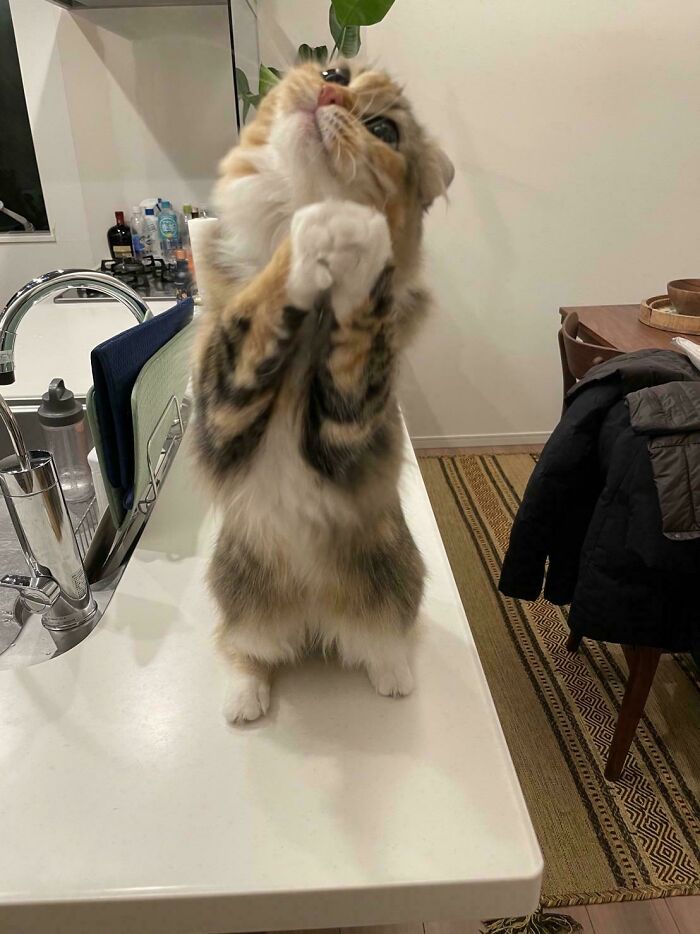 Gato gracioso y adorable levantado sobre sus patas traseras en la cocina, mostrando ternura y actitud juguetona.
