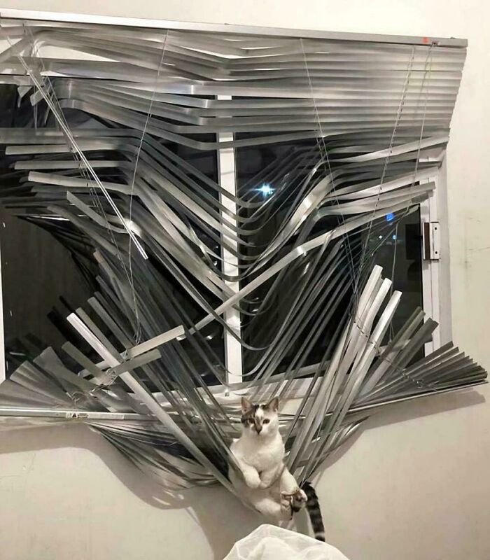 Gato gracioso sentado entre persianas rotas en una ventana, mostrando un momento adorable y divertido.