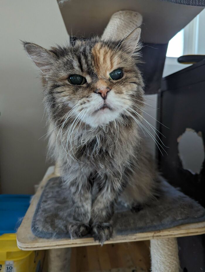 Gato con pelaje largo y mezcla de colores sentado en rascador, mostrando expresión adorable y graciosa.