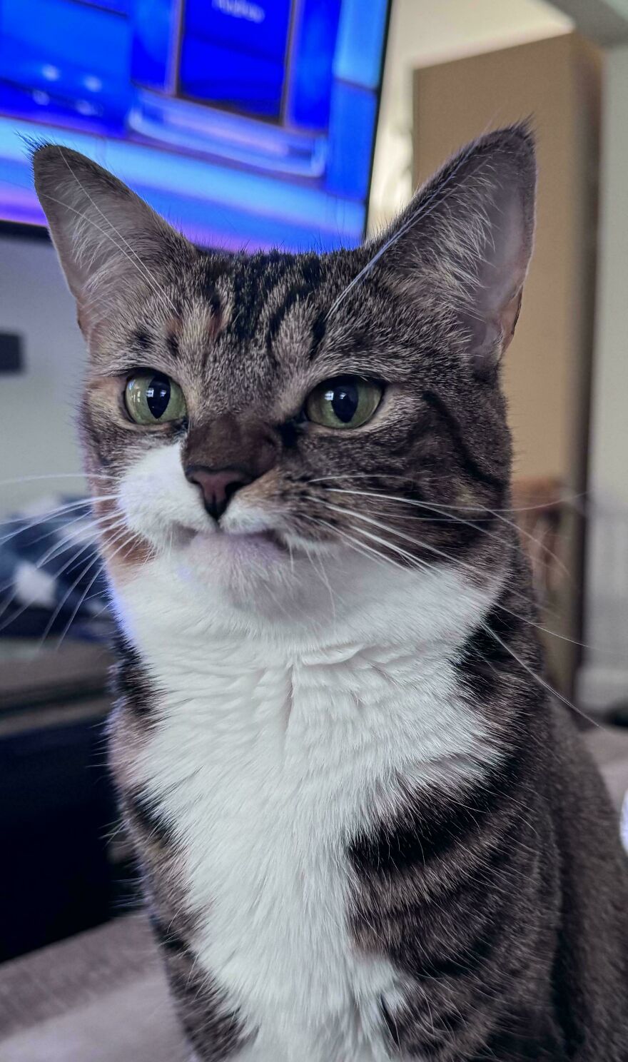 Gato Precious con expresión única un año después de perder sus dos colmillos superiores, frente a televisión azul.