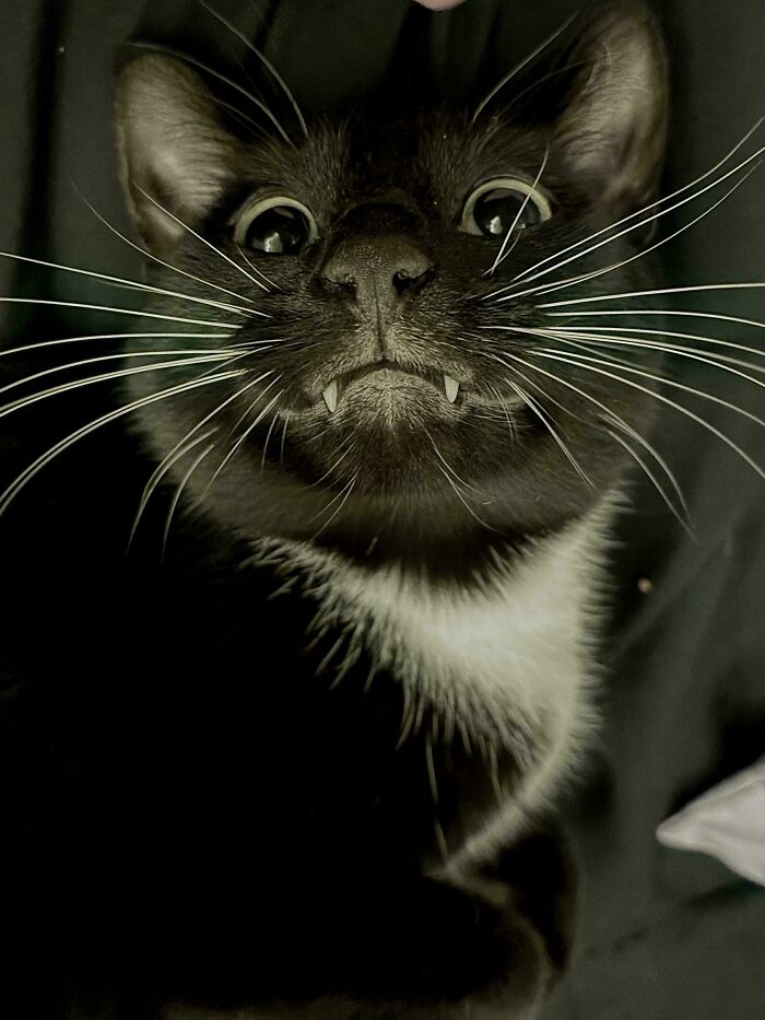 Gato negro con cara graciosa mostrando colmillos pequeños y bigotes largos en primer plano.
