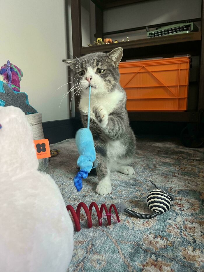 Gato gris y blanco jugando con juguete azul, mostrando comportamiento divertido y adorable en interior hogareño.