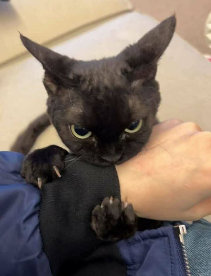 Gato con expresión intensa y garras fuera, mostrando actitud graciosa y adorable mientras muerde una manga negra.