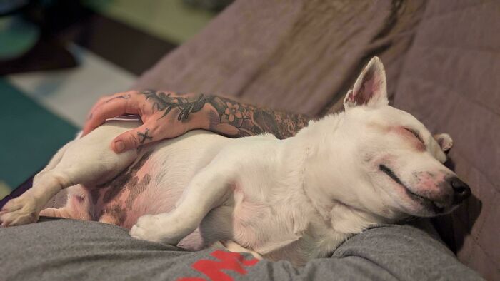 Perrete blanco durmiendo plácidamente en el regazo de una persona con tatuajes en un ambiente relajado.