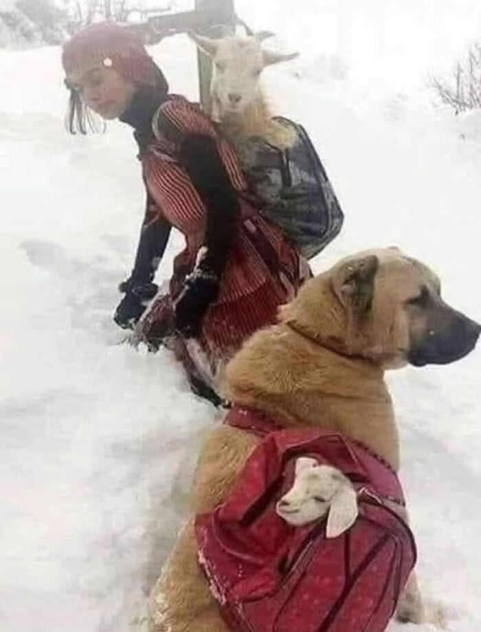Mujer y perro en la nieve con cabra y cabrito en mochilas, imagen reconfortante para distraerte de horrores actuales.