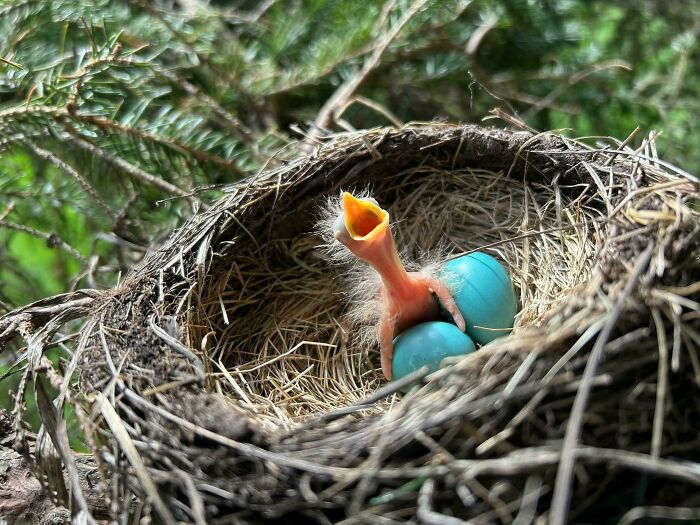 Polluelo recién nacido en un nido con huevos azules, imagen divertida y absurda de animales para alegrarte el día.