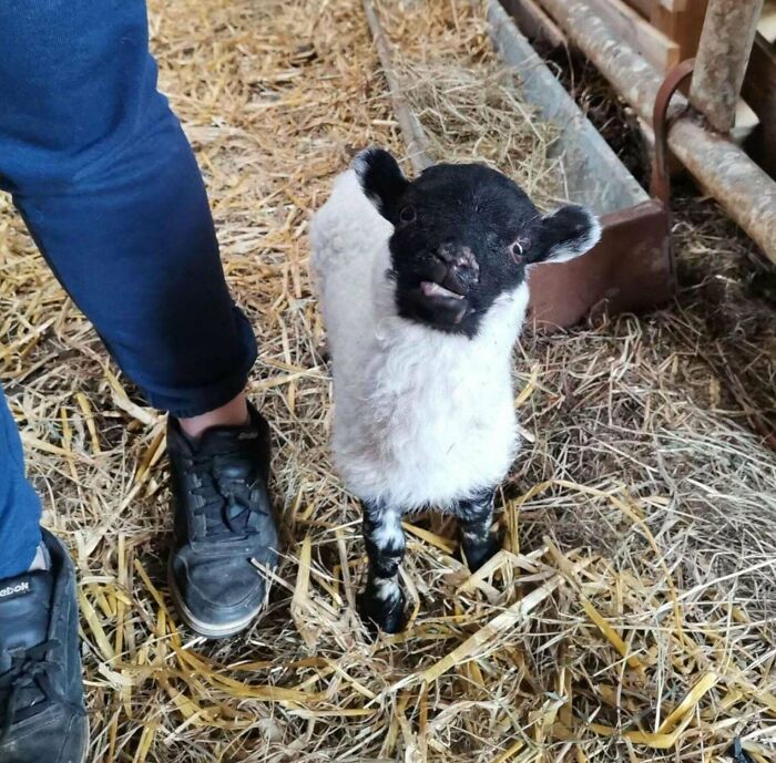 Cordero pequeño con pelaje blanco y negro en establo con paja, foto divertida de animales para alegrarte el día.