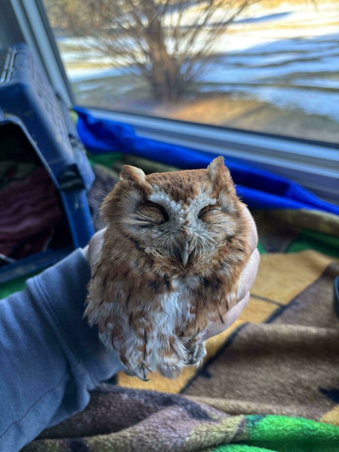 Búho pequeño y adorable en manos humanas mostrando ternura y calma, parte de animales adorables para alegrarte el día.