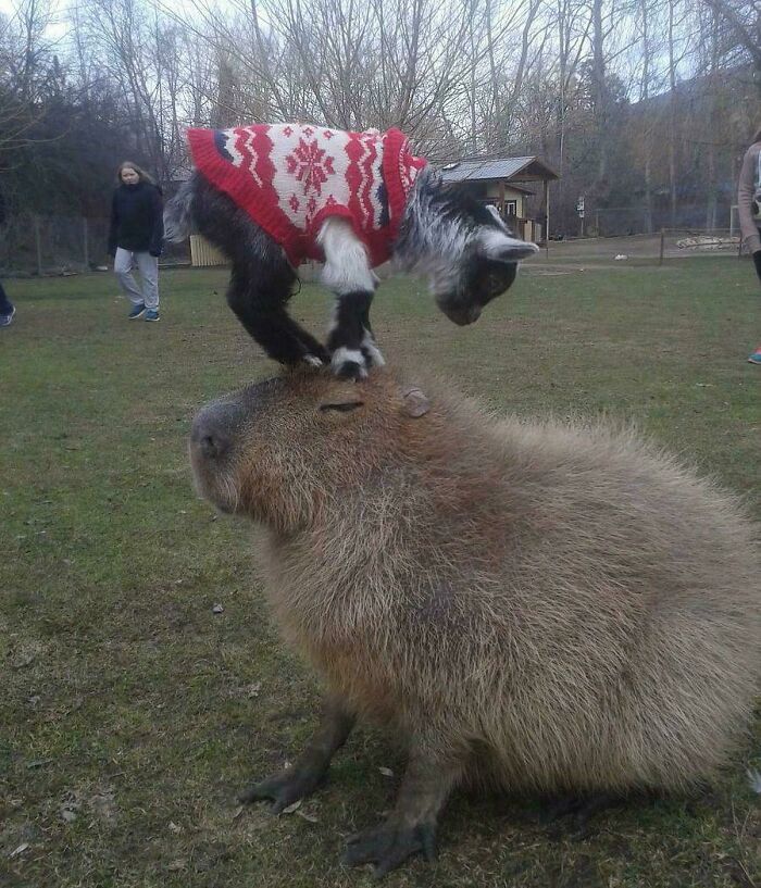 Cabra con suéter rojo sobre capibara grande en el parque, foto divertida de animales para alegrarte el día.