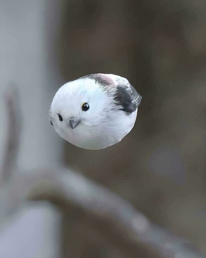 Pájaro pequeño y redondo en vuelo con mirada curiosa en fotos divertidas y absurdas de animales.
