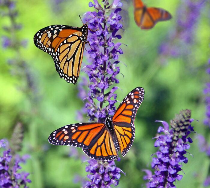 Mariposas monarca posadas en flores moradas con un fondo verde, representando misterios interesantes de la naturaleza.