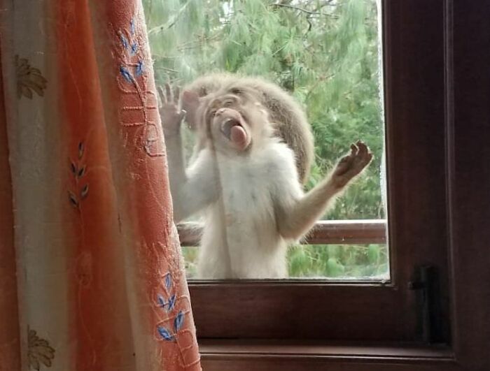 Mono haciendo muecas graciosas en la naturaleza, sorprendiendo a quien lo ve desde una ventana. Momentos divertidos naturales.