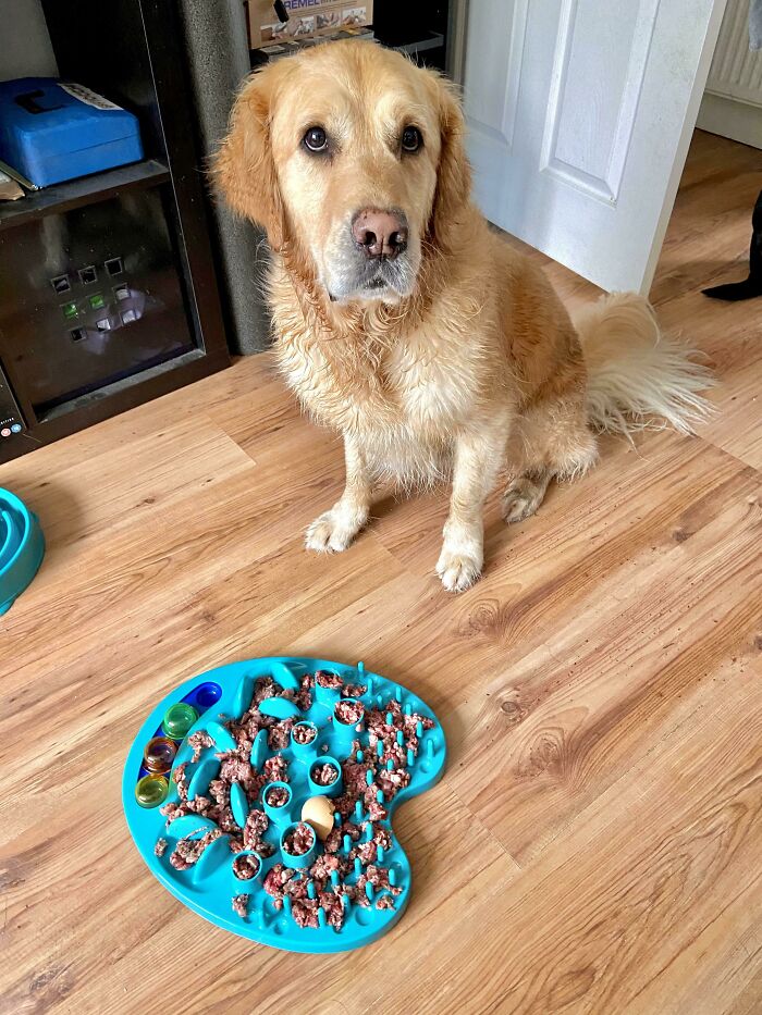 Perro dorado mirando su comida esparcida en comedero lento, ejemplo de personas que olvidaron algo importante.