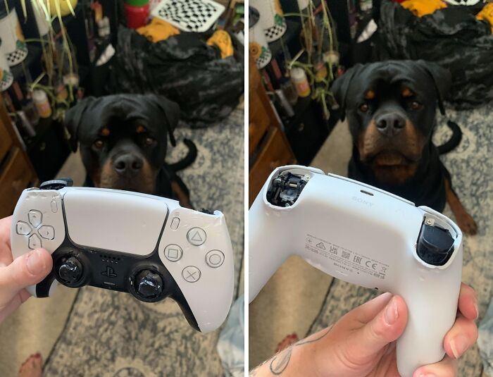 Control de videojuego roto por perro, una de las personas que olvidaron algo importante y documentaron las consecuencias