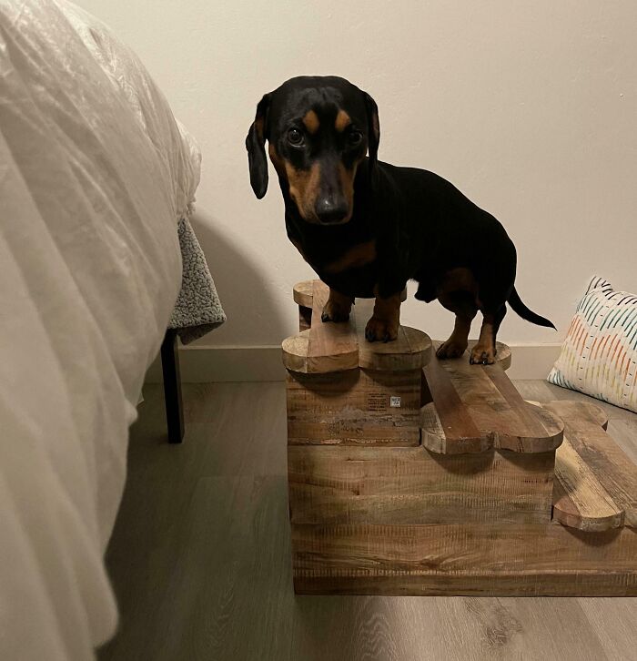 Perro pequeño en escalera de madera, ejemplo de personas que olvidaron algo importante y sus consecuencias.
