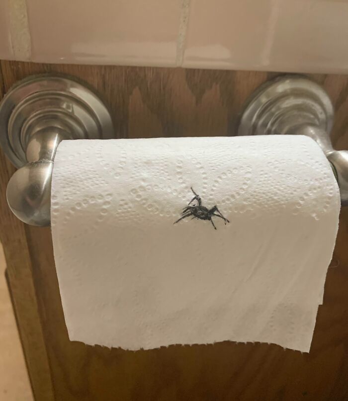 Araña sobre rollo de papel higiénico en portarrollos metálico, ejemplo de personas que olvidaron algo importante.