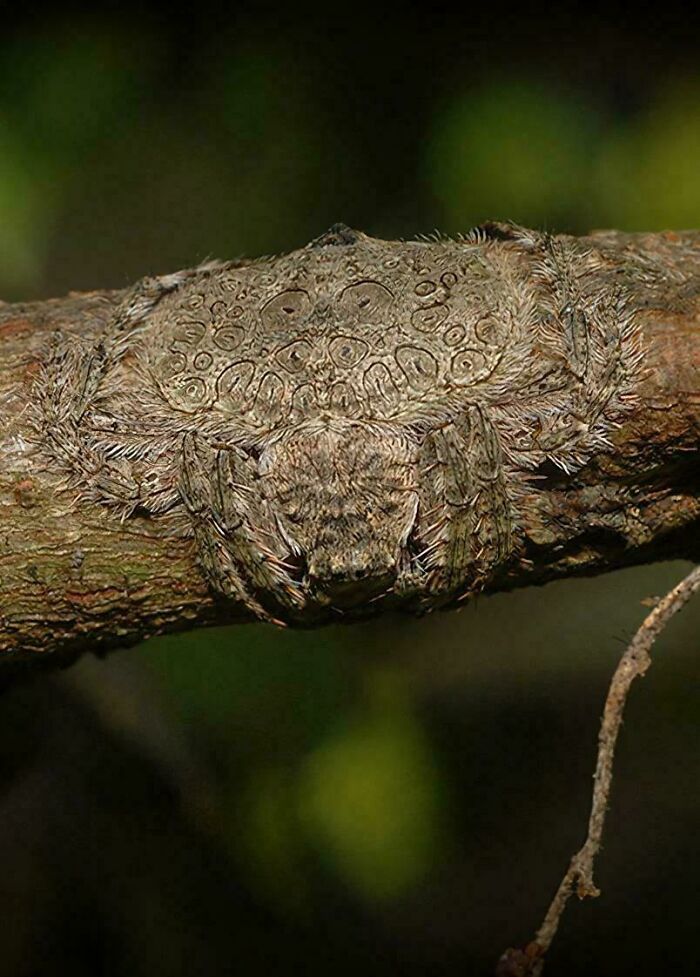 Araña camuflada en rama con patrón natural, ilustrando datos fascinantes sobre el reino animal y su adaptación.