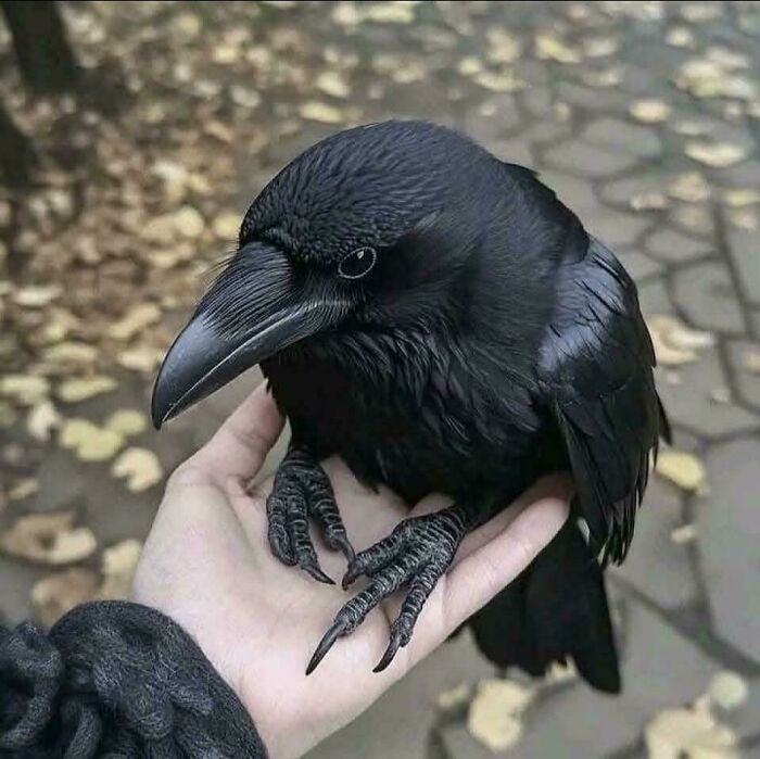 Cuervo negro posado en mano humana, mostrando detalles fascinantes de la naturaleza y datos sorprendentes.