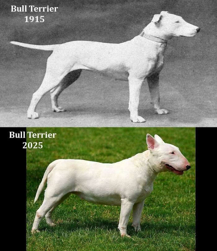 Comparación de un Bull Terrier en 1915 y 2025 mostrando datos fascinantes sobre la evolución de la raza.