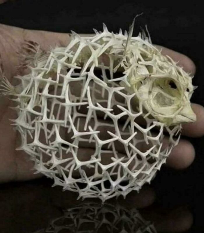 Estructura esquelética de pez globo inflado, un dato fascinante de la naturaleza que sorprende por su forma y diseño.