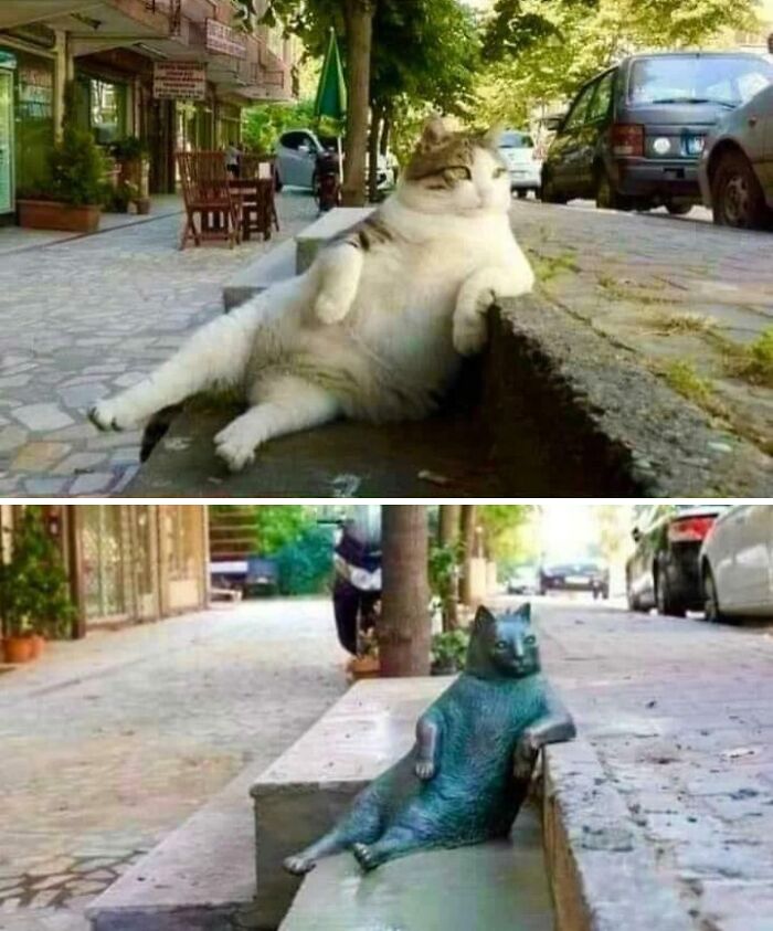 Gato real y estatua en pose relajada en la calle, representando datos fascinantes sorprendentes.