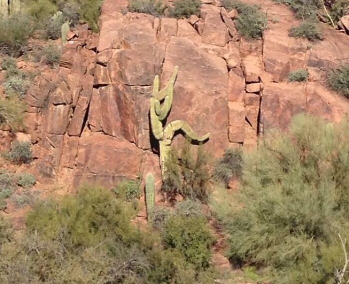 Cactus con forma irregular en un entorno natural rocoso mostrando momentos divertidos en la naturaleza inesperados.