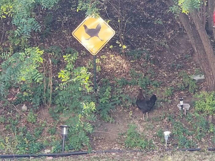 Señal de advertencia de gallinas y gallina negra junto a arbustos, mostrando un momento divertido relacionado con padres graciosos. Señal de advertencia de gallinas y gallina negra junto a arbustos, mostrando un momento divertido relacionado con padres graciosos.
