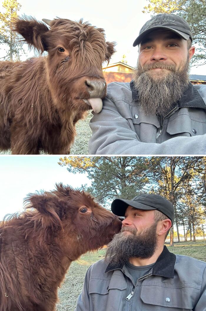 Becerro curioso mostrando la lengua y acariciando cariñosamente a un hombre con barba en un entorno natural.