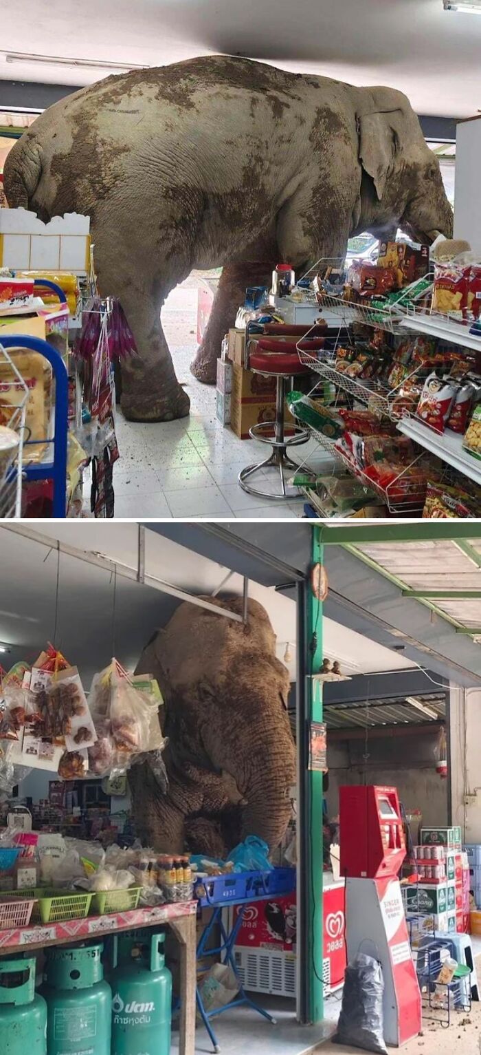 Elefante entrando a una tienda pequeña, imagen divertida y absurda de animales para alegrar el día.