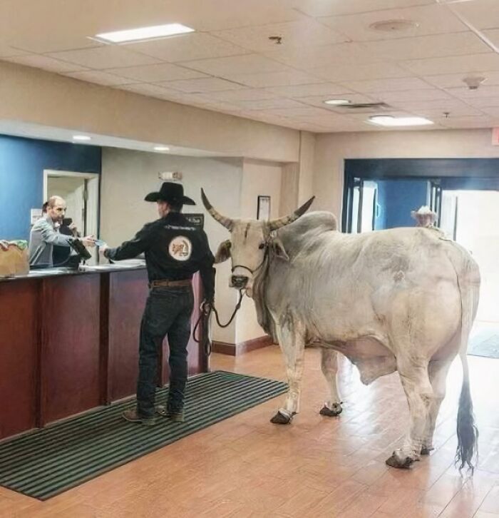 Hombre con sombrero cowboy y un toro dentro de edificio, imagen divertida y absurda de animales en lugar inesperado.
