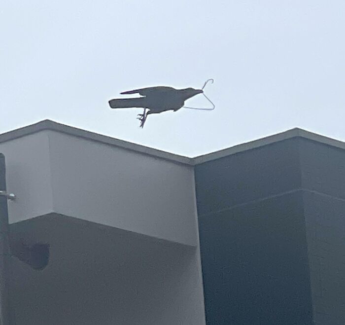 Pájaro volando con percha en el pico sobre edificio, imagen divertida y absurda de animales en la ciudad.