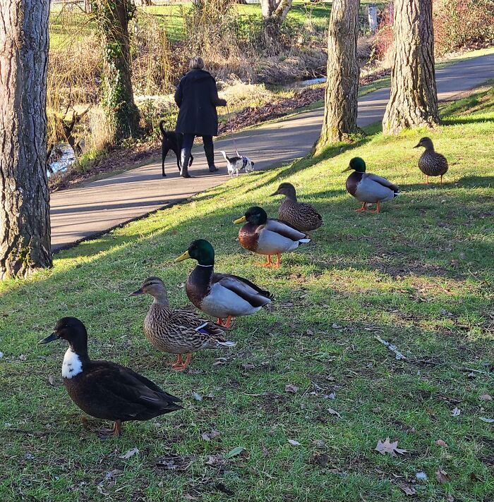 Patos alineados en el césped al lado de un camino donde pasean dos perros, foto divertida y absurda de animales.