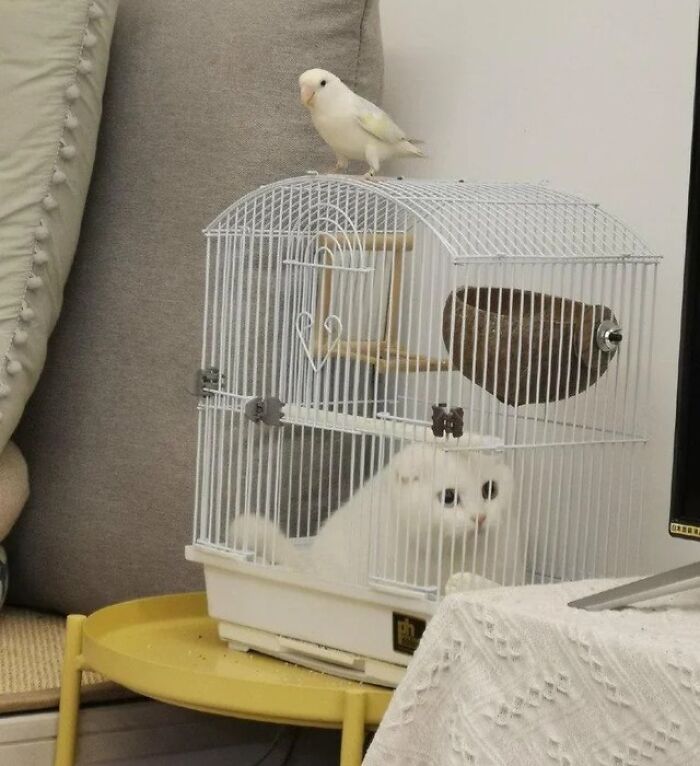 Gato blanco dentro de jaula con un pájaro blanco posado encima, imagen divertida y absurda de animales para alegrar el día.