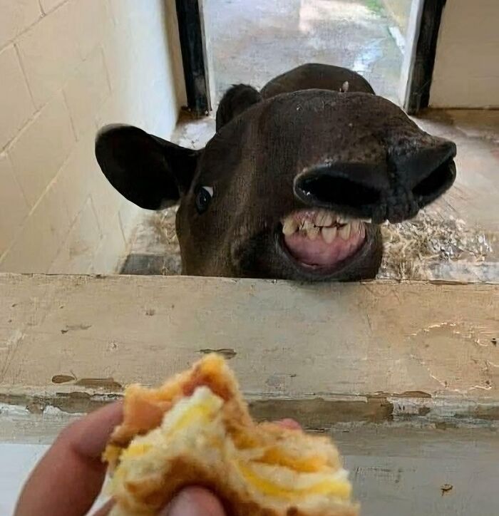 Animal con expresión divertida esperando comida detrás de una pared, en fotos divertidas y absurdas de animales.