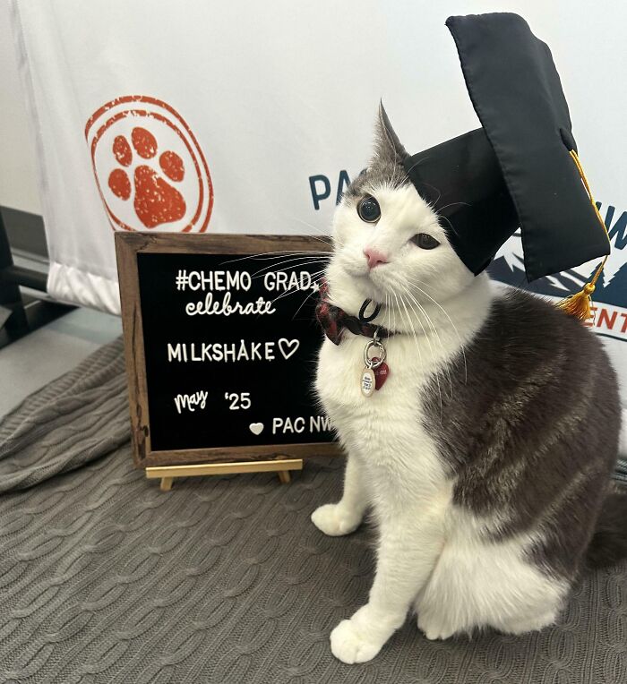 Gato usando un birrete de graduación, posando frente a una pizarra, mostrando lo adorables y graciosos que son los gatos.