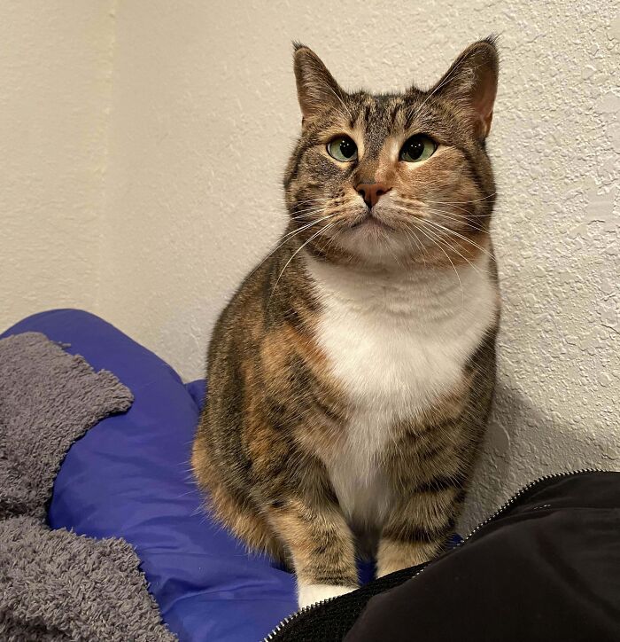 Gato con pelaje atigrado posando sobre una cama azul, expresión curiosa y mirada adorable y graciosa.