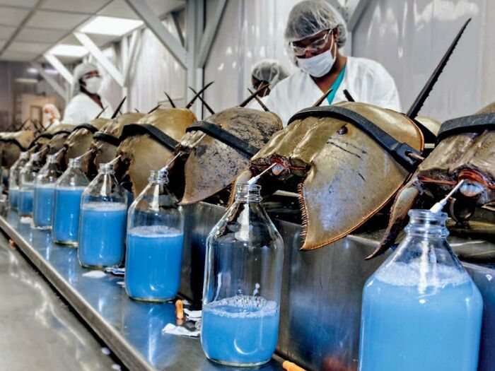 Fotos médicas muestran extracción de sangre de cangrejos herradura en laboratorio con personal usando equipo de protección