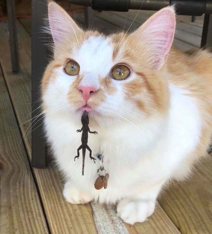 Gato curioso con lagartija pequeña en el hocico, mostrando momentos divertidos en la naturaleza inesperados.
