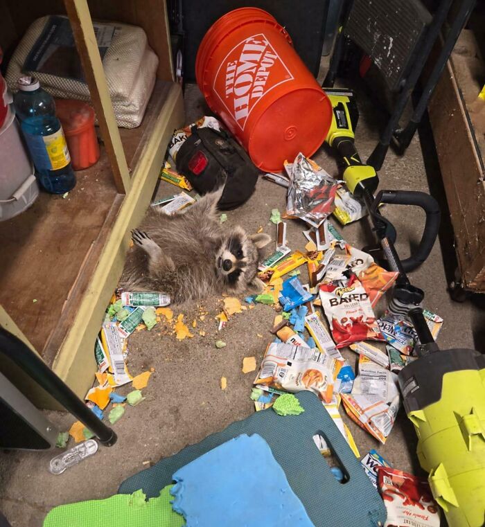 Mapache causando caos entre basura y objetos en un espacio cerrado, momento divertido en la naturaleza inesperado.