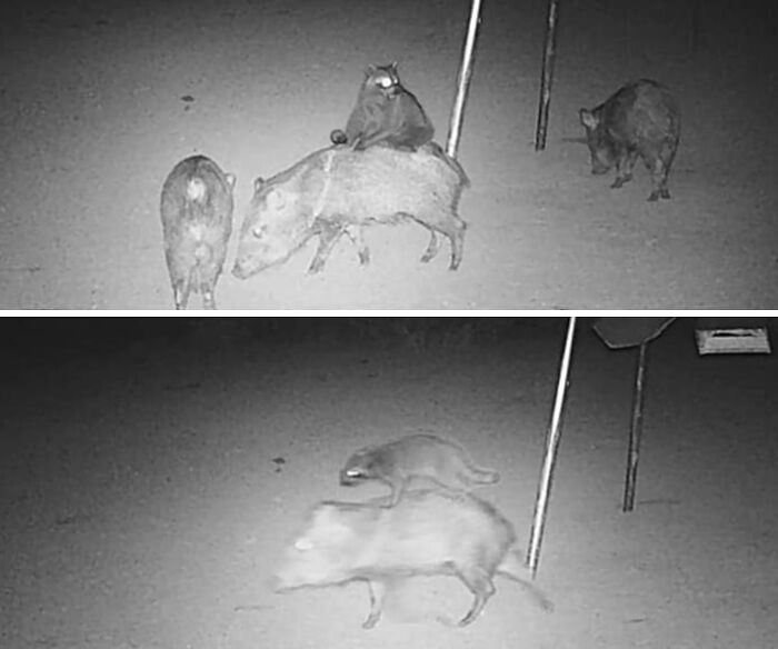 Gato sorprendente montando un jabalí en la naturaleza en un momento divertido capturado de noche.