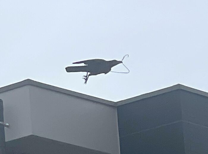 Pájaro volando sobre edificio sosteniendo una percha en el pico, momentos divertidos en la naturaleza sorprendentes.